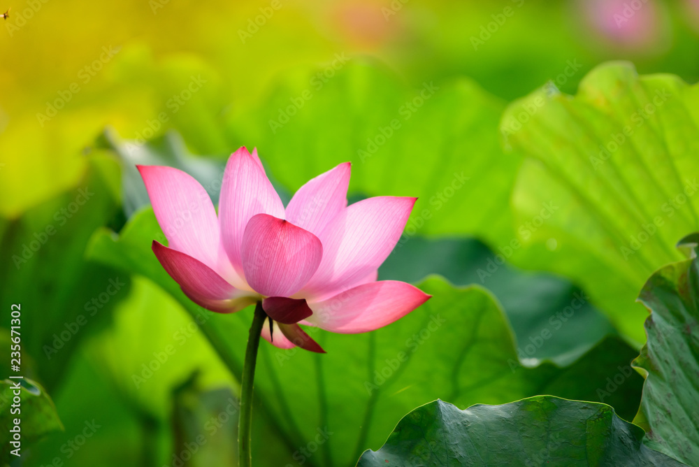 Lotus pink color Blossoming in the lotus pond.