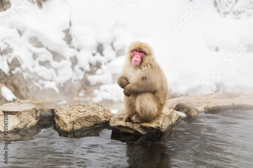 animals, nature and wildlife concept - japanese macaque or snow monkey in hot spring of jigokudani park