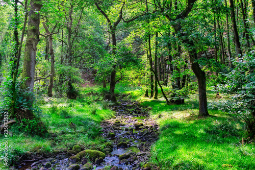 A small stream flowing through an English forest in Summer.