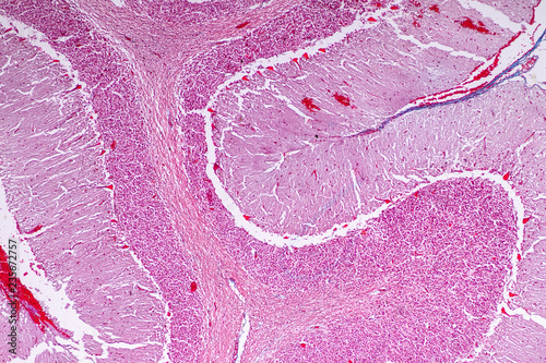 Cross section of the Cerebellum and Nerve human under the microscope for education in Lab. photo