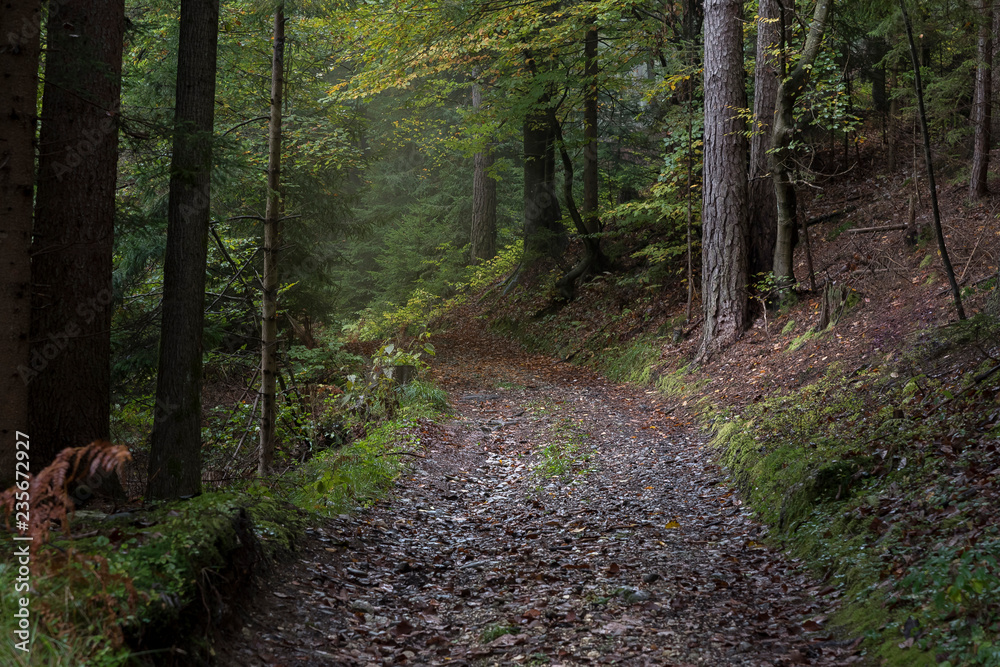 Wald im Herbst