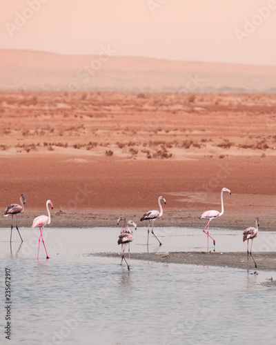 Flamingos in the wadi (ID: 235672917)