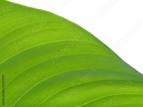 Green Fresh Leaf