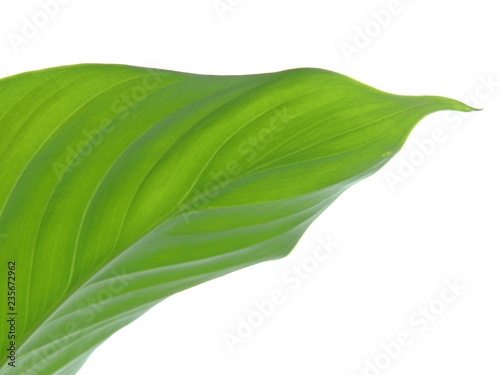 Green Fresh Leaf