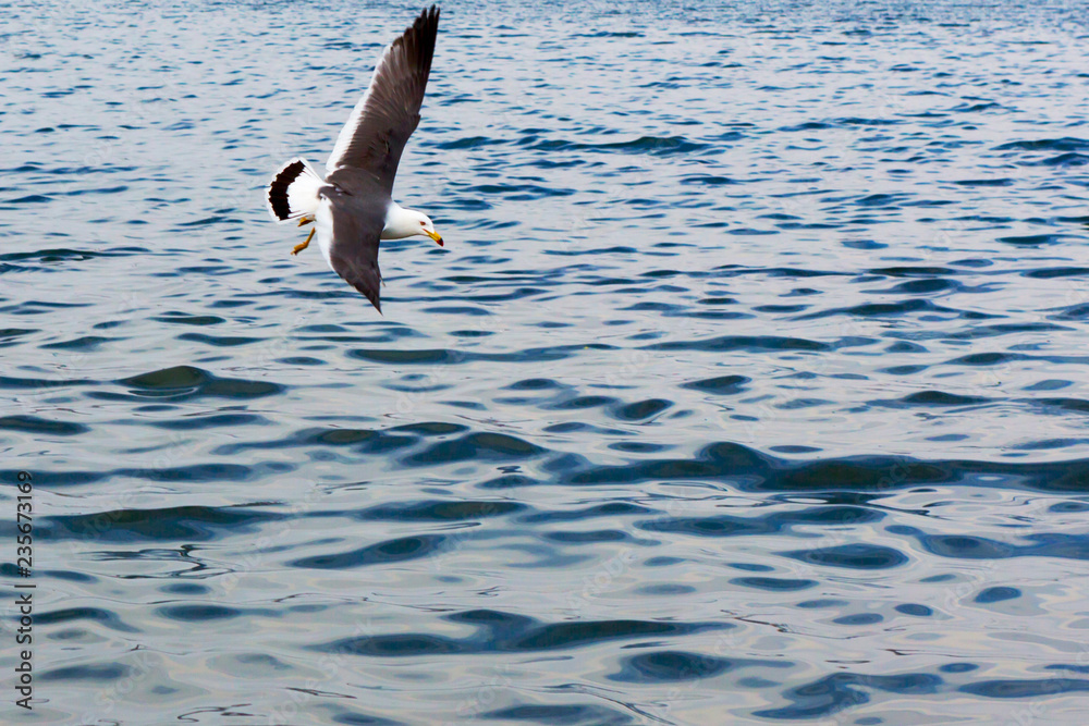 Seagull flying on the sea. Pacific Ocean. Seagull flying on the sea. Pacific Ocean.