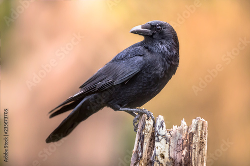 Canvas Print Carrion crow bright background