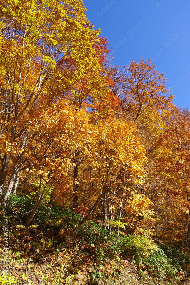 Naklejka premium 奥志賀高原の紅葉