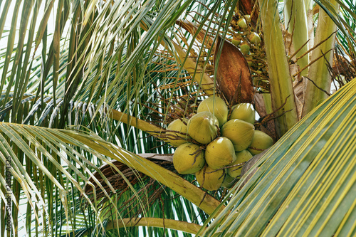 sweet coconut fruit on coconut tree retro filter