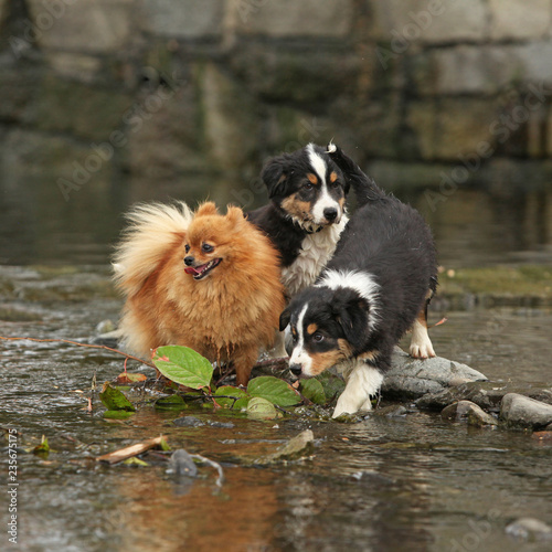 Fototapeta Naklejka Na Ścianę i Meble -  Adorable puppies moving in water