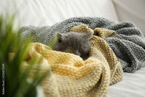 Cute little kitten resting on plaid at home
