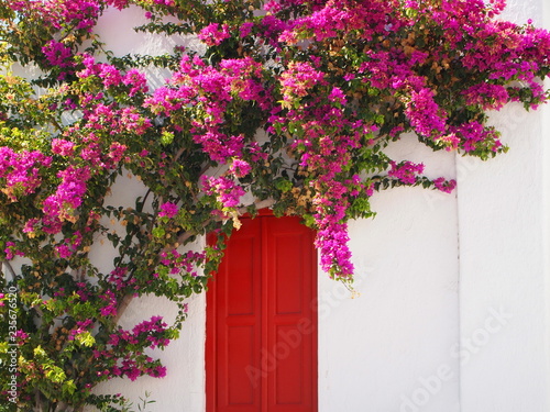 Red door with pink bougainvillea flowers on a white wall. Greek traditional house in Mykonos.