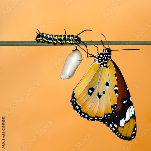 Beautiful butterfly sitting on flower in a summer garden photo
