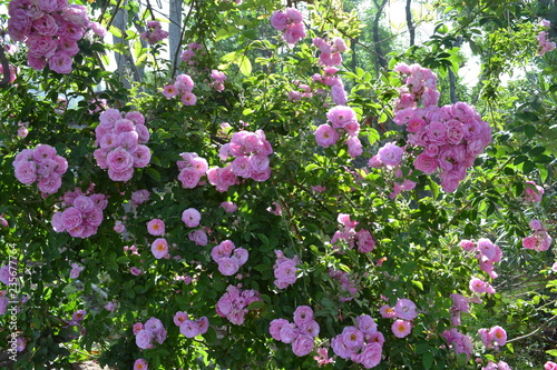 Flowers can't solve all problems, but they're a great start.