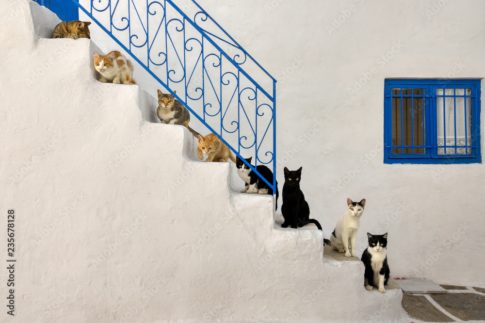 Fototapeta premium Wiele kotów stało w kolejce na schodach w greckiej alejce na Cykladach w Grecji