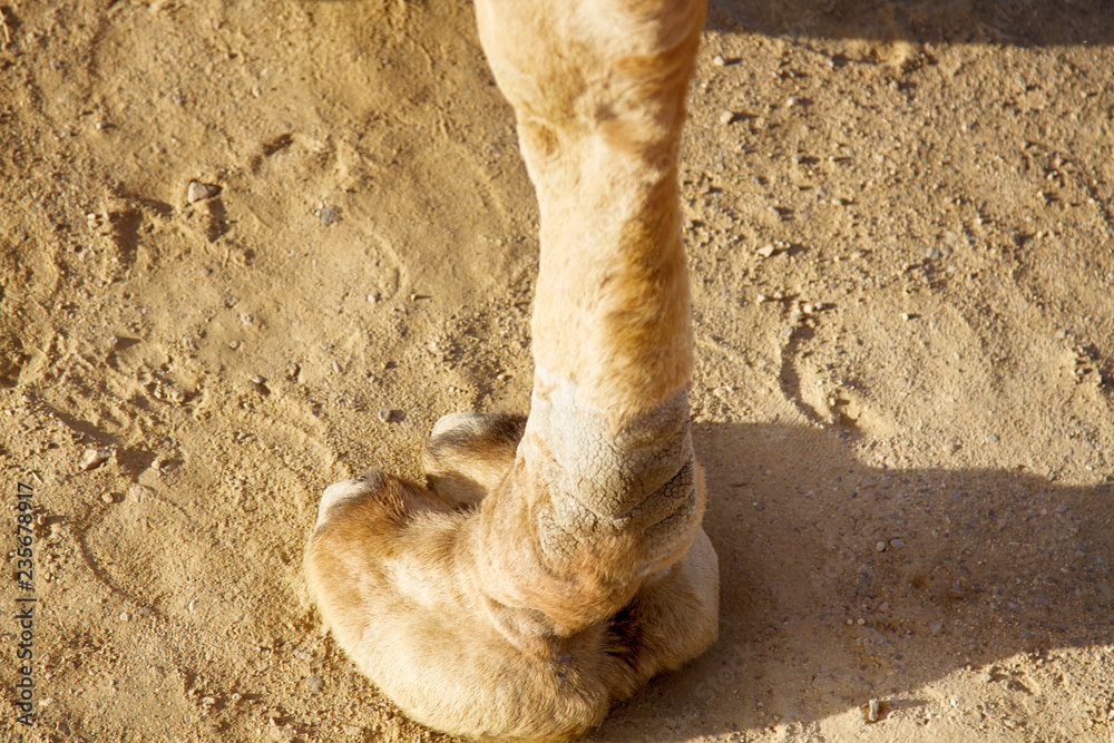 Camels Hooves
