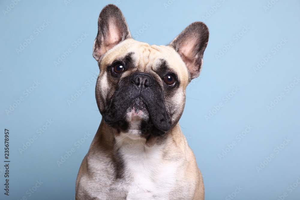 Bulldog in front of a colored background