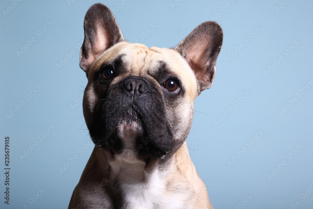 Bulldog in front of a colored background Bulldog in front of a colored background