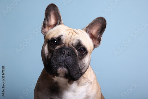 Canvas Print Bulldog in front of a colored background