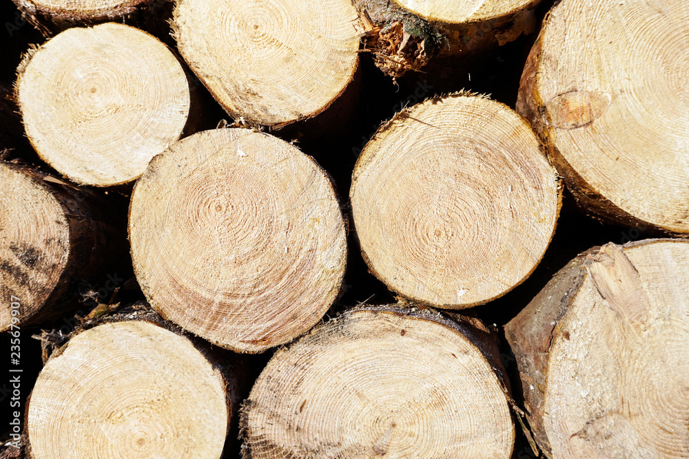 Wooden background and natural wood Wooden background and natural wood