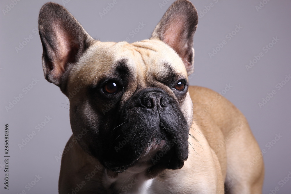 Fototapeta premium Bulldog in front of a colored background