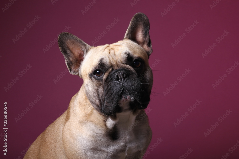 Bulldog in front of a colored background