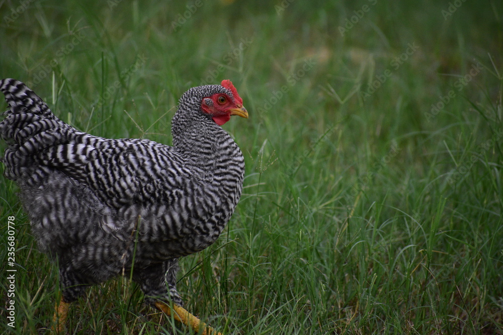 black and white chicken rooster free ranging black and white chicken rooster free ranging
