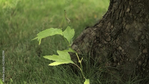 Small young maple, young maple next to the old tree. Small maple tree shaking leaves in wind