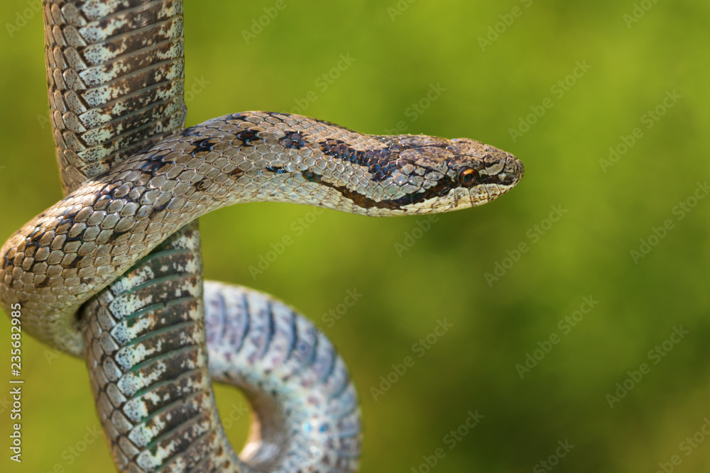 Non venomous Smooth snake, Coronella austriaca Non venomous Smooth snake, Coronella austriaca
