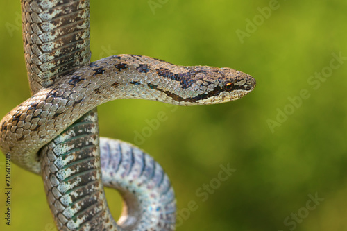 Non venomous Smooth snake, Coronella austriaca photo