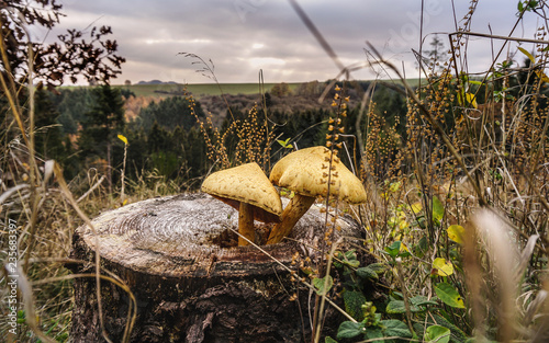 mushrooms in the forest