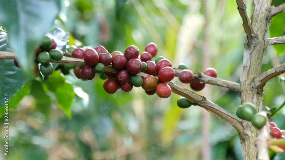 arabica red and green coffee beans branch in coffee plantation. arabica red and green coffee beans branch in coffee plantation.