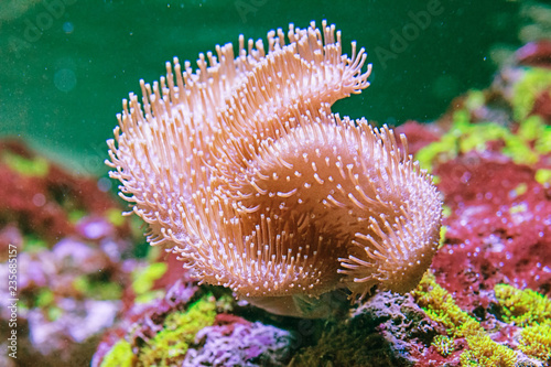  beautiful specimen of Sarcophyton coral photo