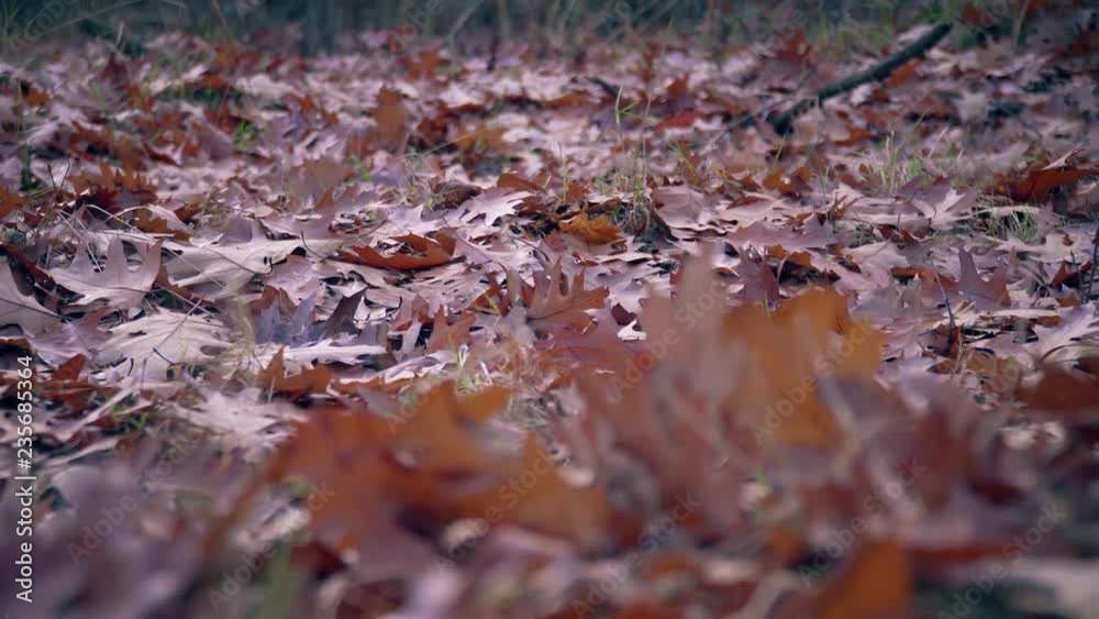 Autumn Oak Leaves on the Ground Background Autumn Oak Leaves on the Ground Background