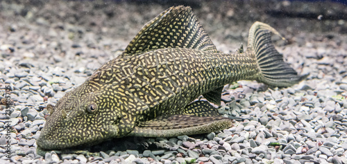 Catfish Ancistrus Plecostomus photo