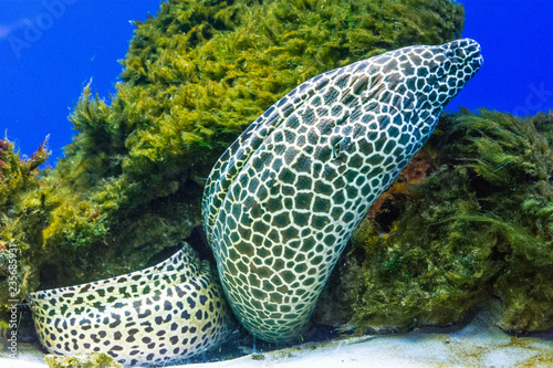 Laced / leopard moray in Indian ocean during a scuba dive photo