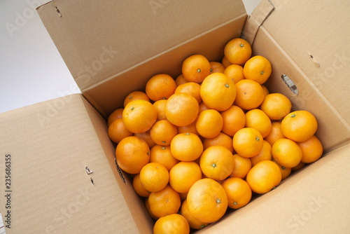 産地直送箱入りみかん - Fresh mandarin oranges from farm in the box