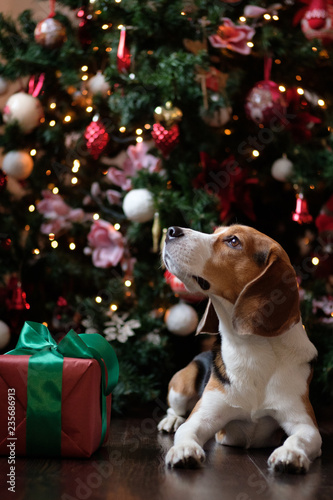 Beagle dog with a Christmas gift in front of the Christmas tree