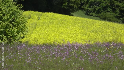 Summer fields with rich wild flowers
