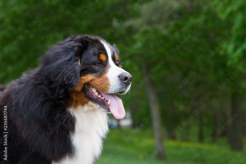 Bernese mountain dog outside in beautiful park.	