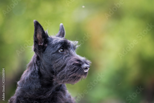 Black scottish terrier puppy posing outside at summer. Young and cute terrier baby.  © Evelina