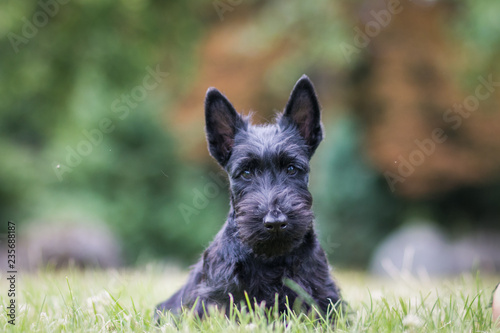 Schilderij op canvas Black scottish terrier puppy posing outside at summer
