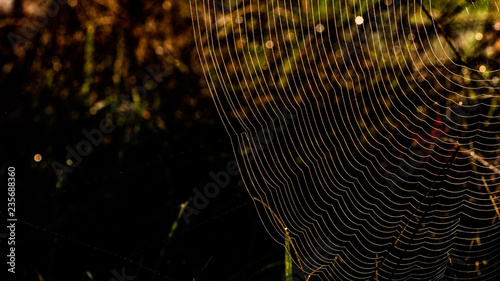 Spiderweb in macro