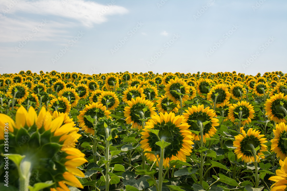 Fototapeta premium Blooming sunflowers on the field