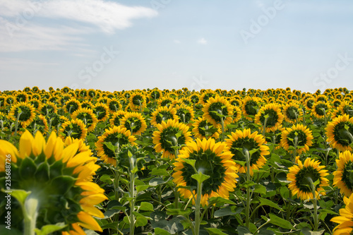 Blooming sunflowers on the field