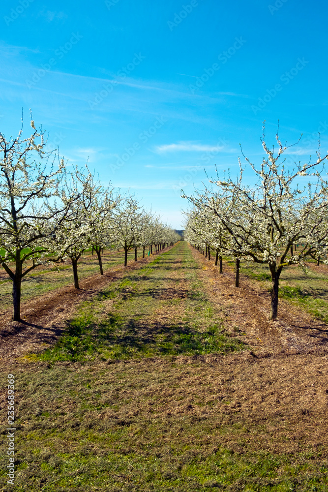 Abundant spring blossom in manicured plum tree orchards in the Lot near Villeneuve-sur-Lot, Lot-et-Garonne, France. The area around Agen in South West France is well known for plum production. Abundant spring blossom in manicured plum tree orchards in the Lot near Villeneuve-sur-Lot, Lot-et-Garonne, France. The area around Agen in South West France is well known for plum production.