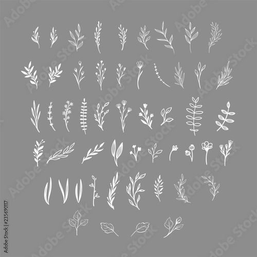 Hand drawn floral vector elements. Wild and free. Perfect for invitations, greeting cards, quotes, blogs, Wedding Frames, posters. Isolated © Anna