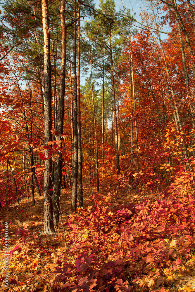 Beautiful autumn trees and pines in the forest. Orange and red trees illuminated by the sun on an autumn day. Fallen leaves. Calm sunny day. Beautiful autumn trees and pines in the forest. Orange and red trees illuminated by the sun on an autumn day. Fallen leaves. Calm sunny day.