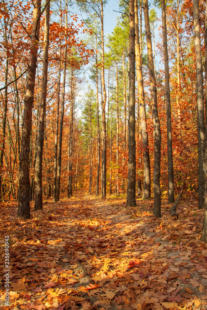 Beautiful autumn trees and pines in the forest. Autumn forest illuminated by the sun. Forest trail covered with fallen leaves. Beautiful autumn trees and pines in the forest. Autumn forest illuminated by the sun. Forest trail covered with fallen leaves.