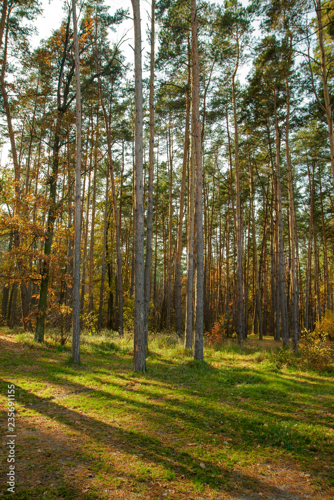 High pines in the forest. Autumn forest illuminated by the sun. Calm sunny day.