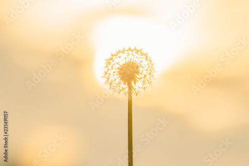 Dandelion silhouette against sunset with seeds